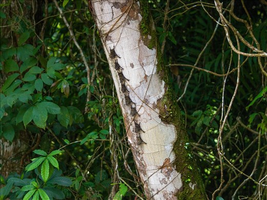 Cano Negro Wildlife Refuge