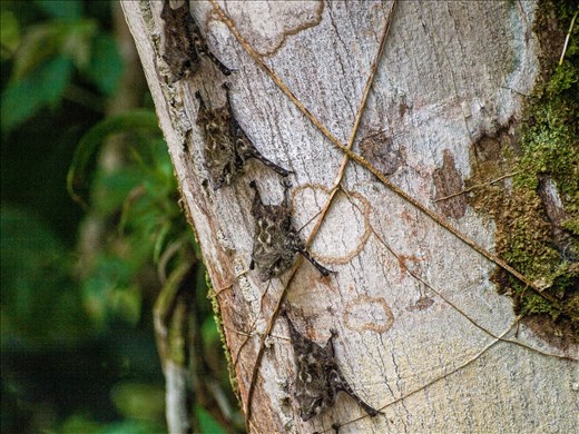 Cano Negro Wildlife Refuge