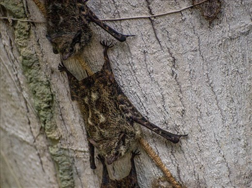 Cano Negro Wildlife Refuge