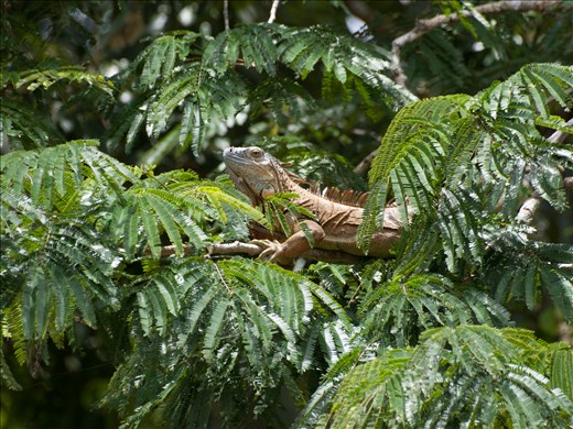 Cano Negro Wildlife Refuge