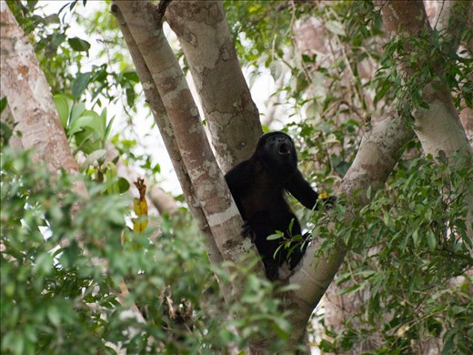 Cano Negro Wildlife Refuge