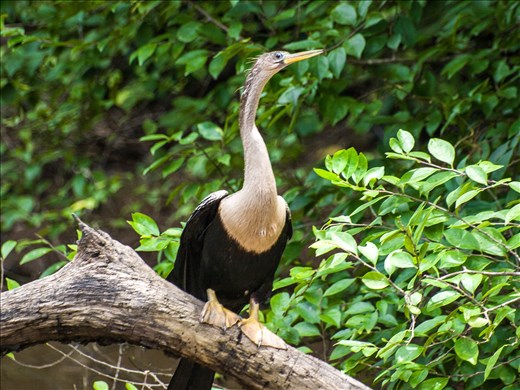 Cano Negro Wildlife Refuge