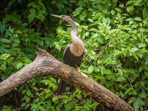 Cano Negro Wildlife Refuge