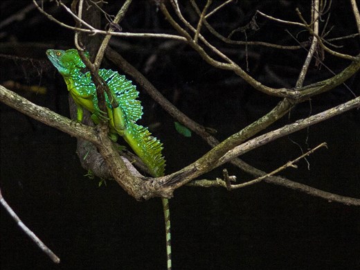 Cano Negro Wildlife Refuge