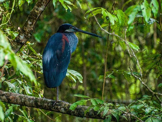 Cano Negro Wildlife Refuge