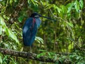 Cano Negro Wildlife Refuge: by dannygoesdiving, Views[371]