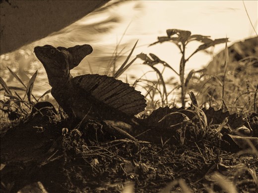 Cano Negro Wildlife Refuge