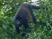 Cano Negro Wildlife Refuge: by dannygoesdiving, Views[699]