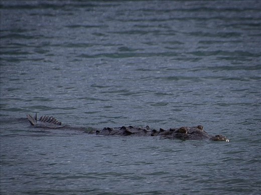 Coiba - salt water crocodile