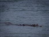Coiba - salt water crocodile: by dannygoesdiving, Views[403]