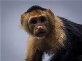 Coiba - white faced capucin: by dannygoesdiving, Views[360]