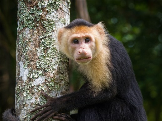 Coiba. - white faced capucin