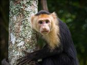Coiba. - white faced capucin: by dannygoesdiving, Views[282]