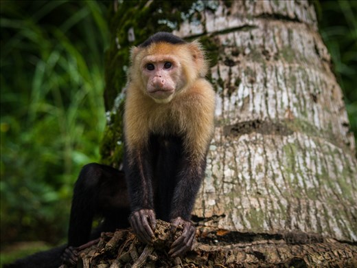 Coiba - white faced capucin