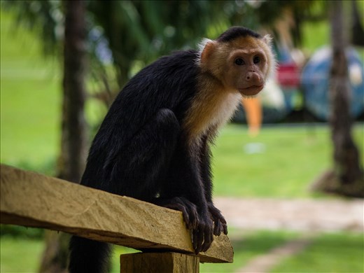 Coiba - white faced capucin