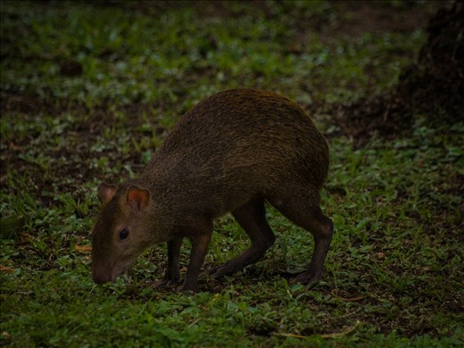 Coiba - coiba agouti