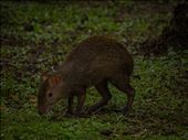 Coiba - coiba agouti: by dannygoesdiving, Views[400]