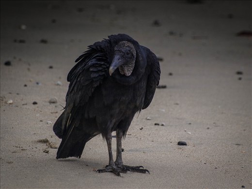 Coiba - black vulture