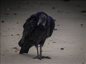 Coiba - black vulture: by dannygoesdiving, Views[347]
