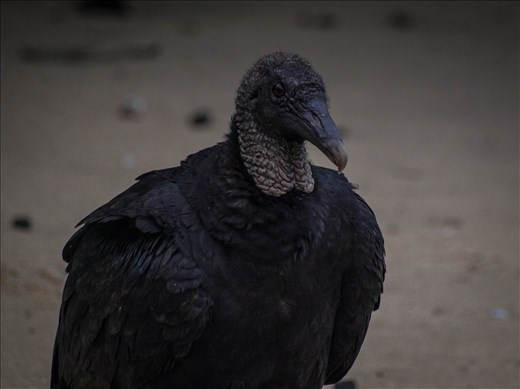 Coiba - black vulture