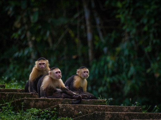 Coiba - white faced capucin