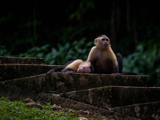 Coiba - white faced capucin