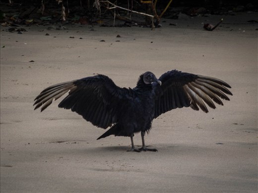 Coiba - black vulture