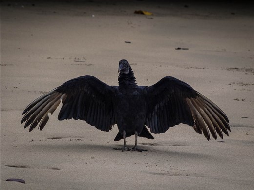 Coiba - black vulture