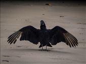 Coiba - black vulture: by dannygoesdiving, Views[330]