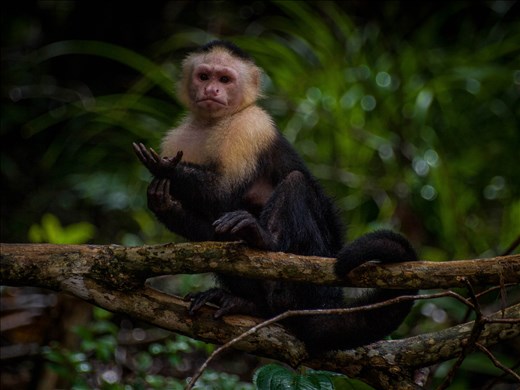 Coiba - white faced capucin