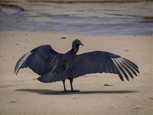 Coiba - black vulture