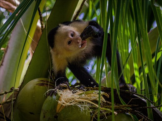 Coiba - white faced capucin