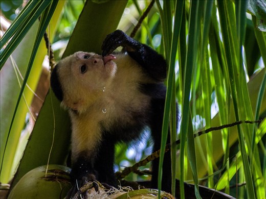 Coiba - white faced capucin