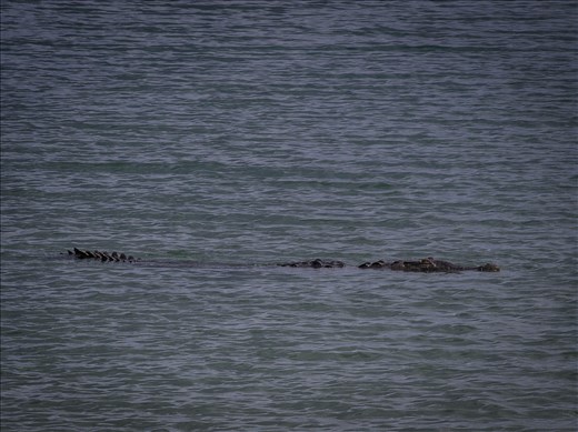 Coiba - salt water crocodile