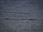 Coiba - salt water crocodile: by dannygoesdiving, Views[430]