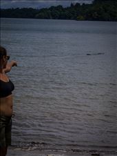 Coiba - salt water crocodile: by dannygoesdiving, Views[393]