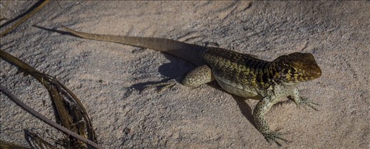 Gibbs Cay inhabitant