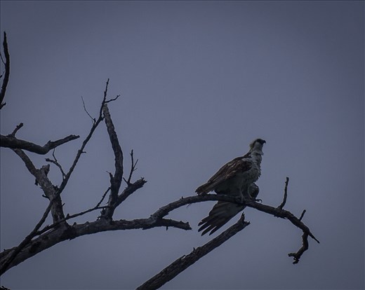 Little Bluff Point - Osprey
