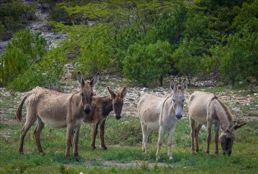 Watering Hole wildlife