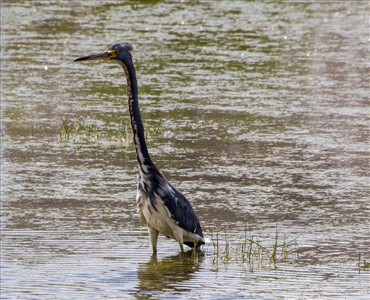 Watering Hole wildlife