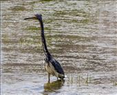 Watering Hole wildlife: by dannygoesdiving, Views[421]