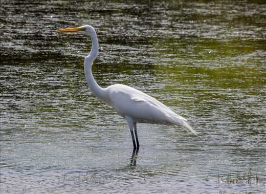 Watering Hole wildlife