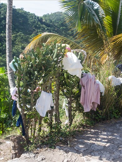 Cactus washing line