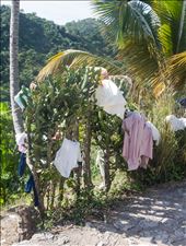 Cactus washing line: by dannygoesdiving, Views[447]