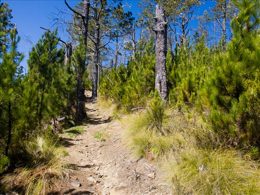 Trail through pine forest