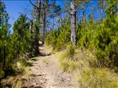 Trail through pine forest: by dannygoesdiving, Views[389]
