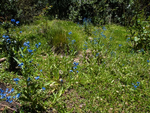 and then through a meadow