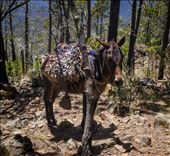 The mule !: by dannygoesdiving, Views[943]