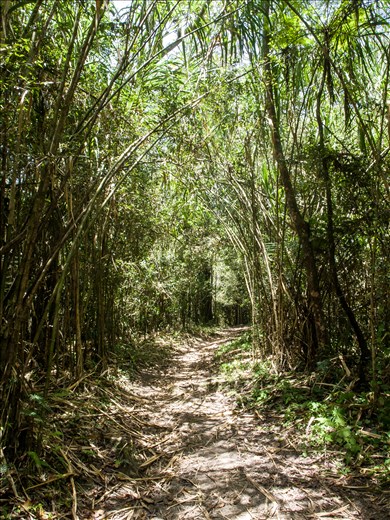 Towering wild cane pathway