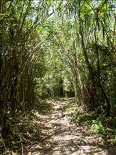 Towering wild cane pathway: by dannygoesdiving, Views[373]